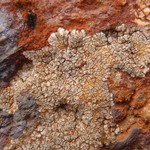 Placopsis gelida