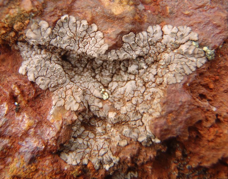 Placopsis gelida