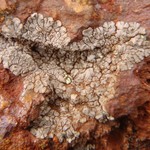 Placopsis gelida