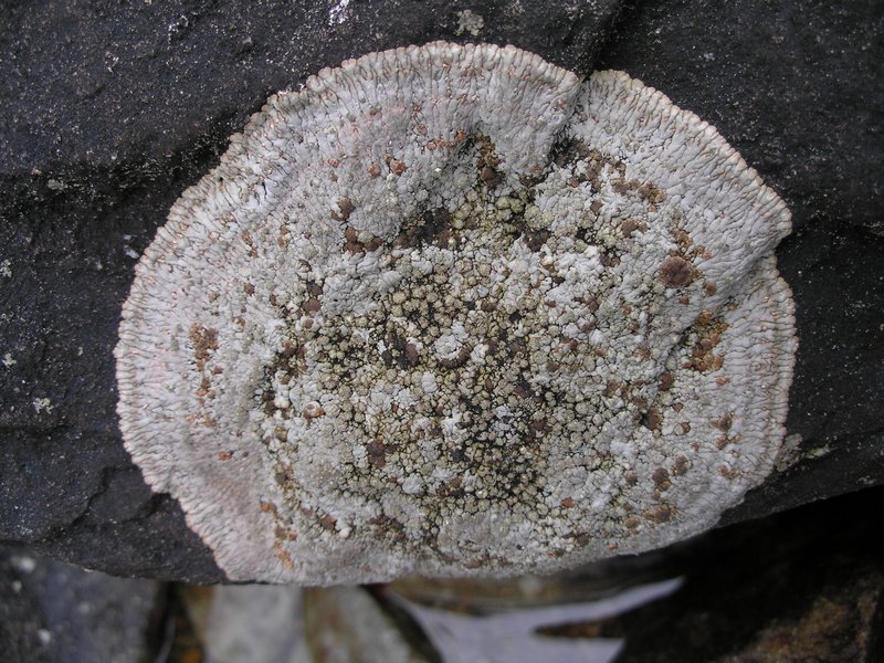 Placopsis lambii