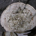 Placopsis lambii