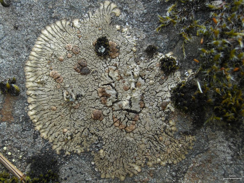 Placopsis lambii