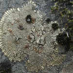 Placopsis lambii