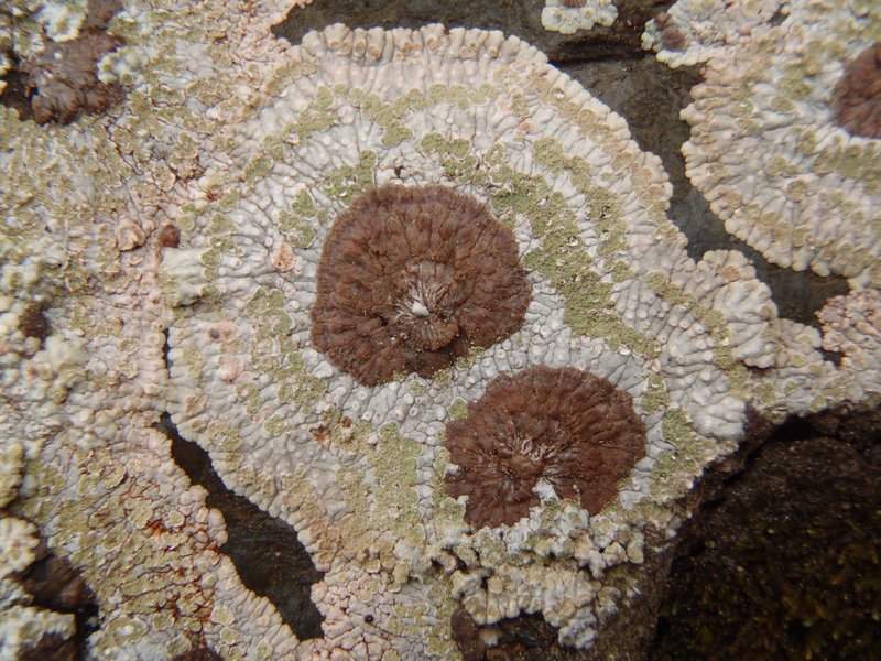 Placopsis lambii