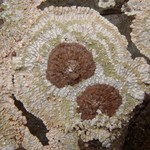 Placopsis lambii