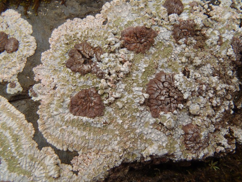 Placopsis lambii