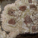 Placopsis lambii
