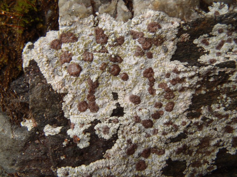 Placopsis lambii
