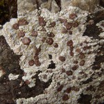 Placopsis lambii