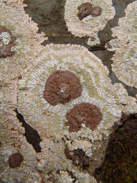 Placopsis lambii
