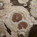 Placopsis lambii