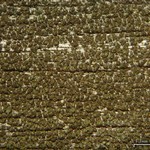 Placynthiella dasaea