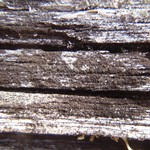 Placynthiella dasaea