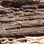 Placynthiella dasaea