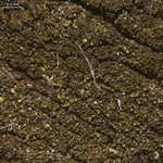 Placynthiella icmalea