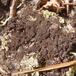 Placynthiella oligotropha