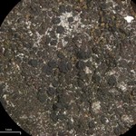 Placynthiella uliginosa