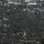 Placynthiella uliginosa