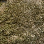 Placynthiella uliginosa