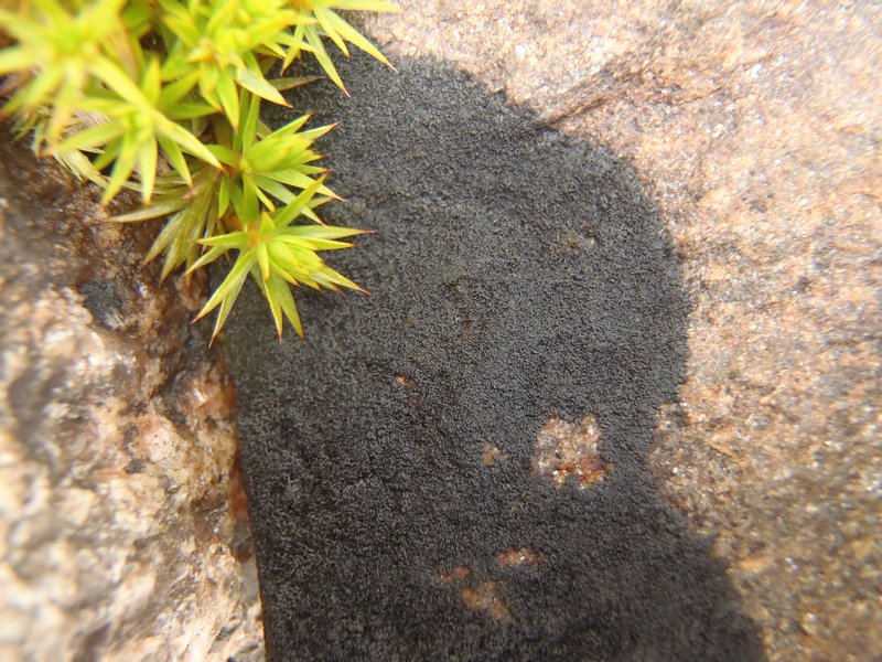 Placynthium asperellum
