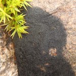 Placynthium asperellum