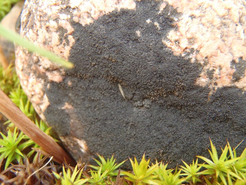Placynthium asperellum
