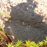 Placynthium asperellum