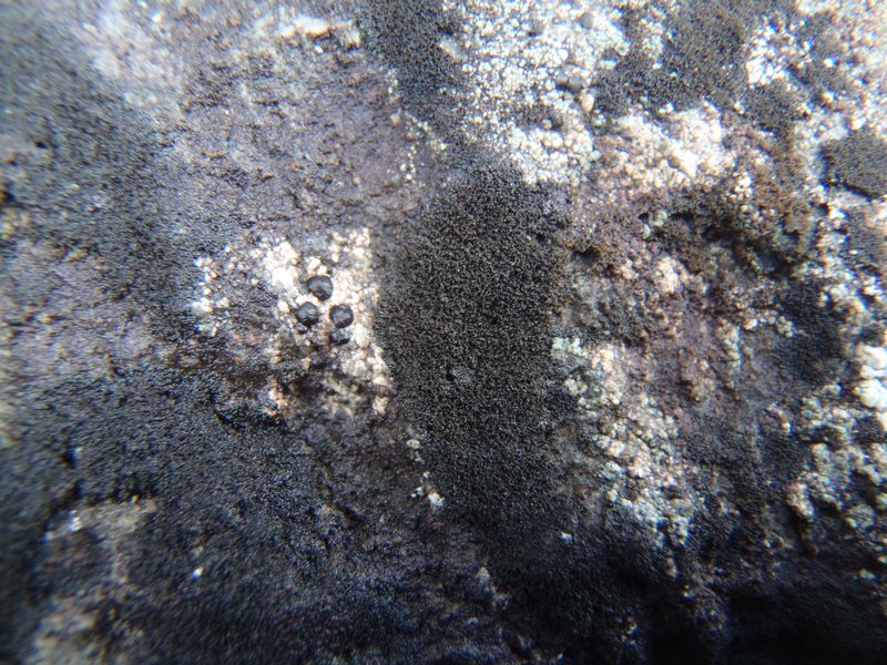 Placynthium asperellum