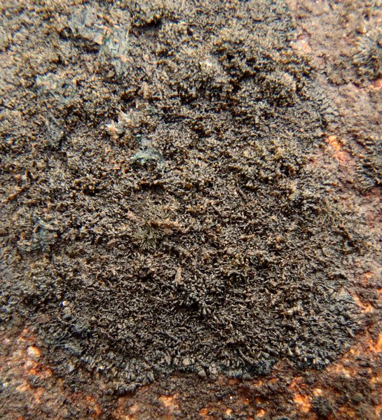 Placynthium asperellum