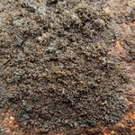 Placynthium asperellum