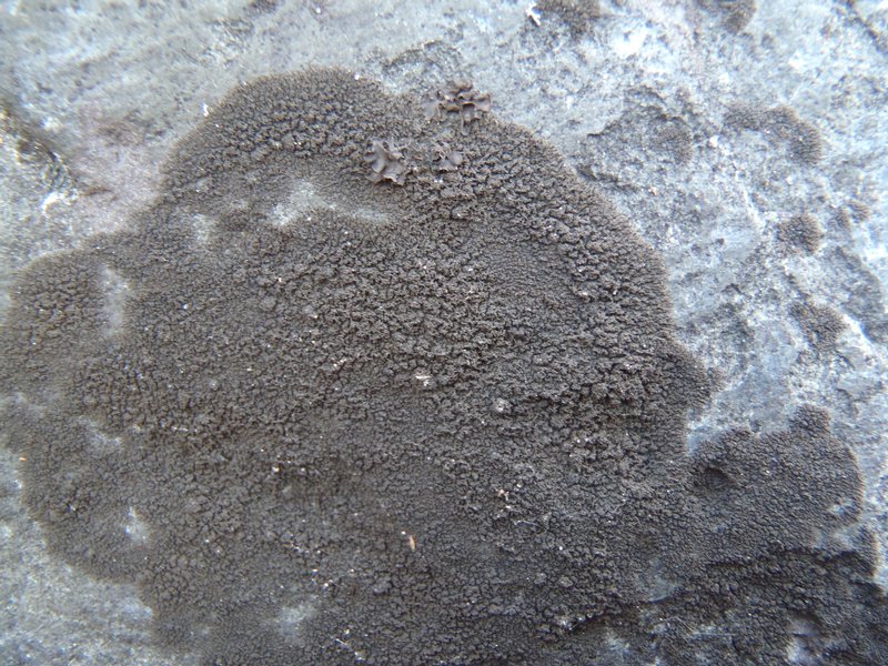 Placynthium asperellum