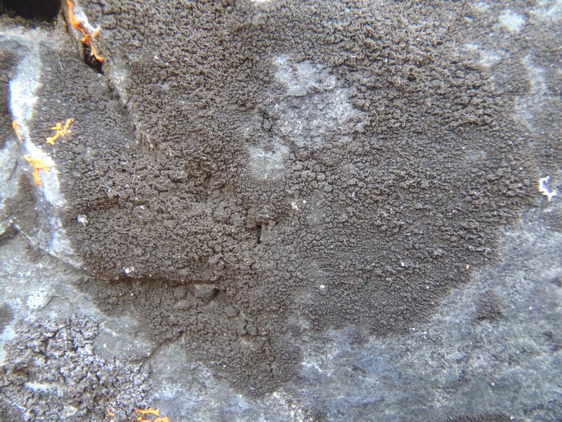 Placynthium asperellum