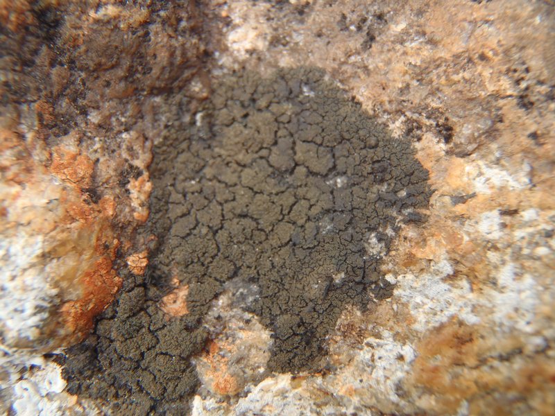 Placynthium flabellosum