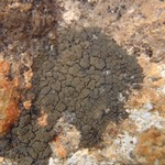 Placynthium flabellosum