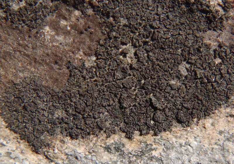 Placynthium flabellosum