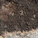 Placynthium flabellosum