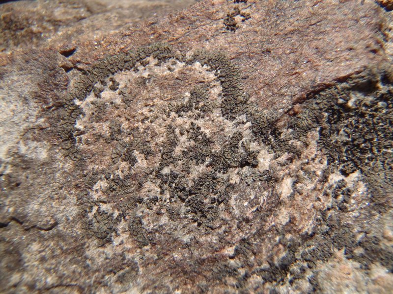 Placynthium flabellosum