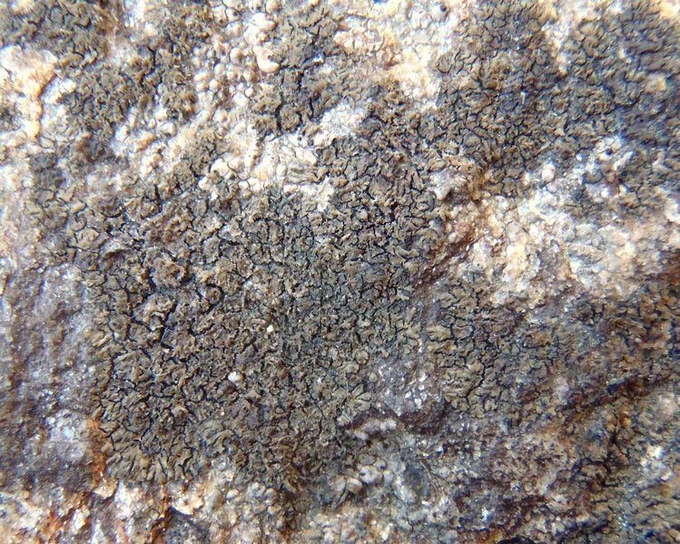 Placynthium flabellosum