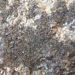 Placynthium flabellosum