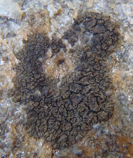 Placynthium flabellosum