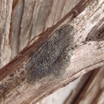 Placynthium flabellosum
