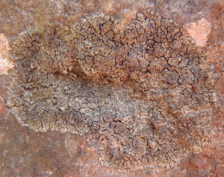 Placynthium flabellosum
