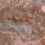 Placynthium flabellosum