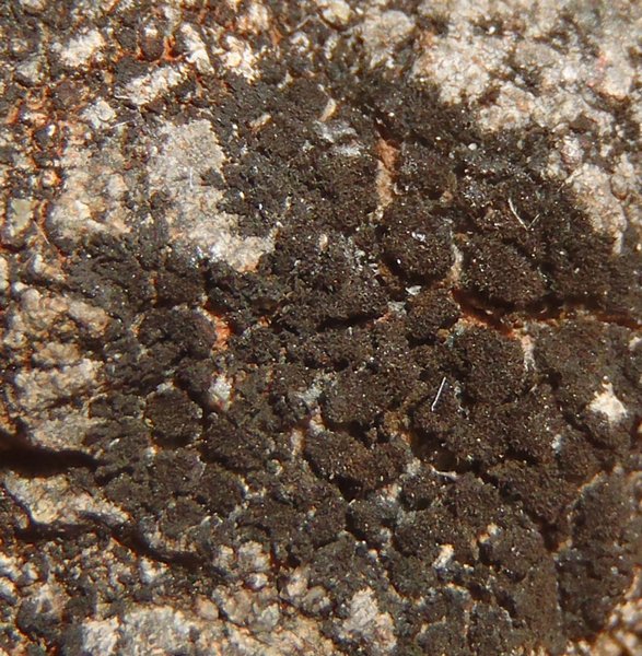 Placynthium lismorense
