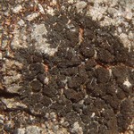 Placynthium lismorense