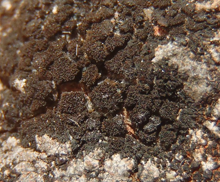Placynthium lismorense