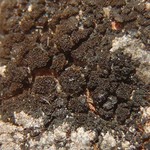 Placynthium lismorense