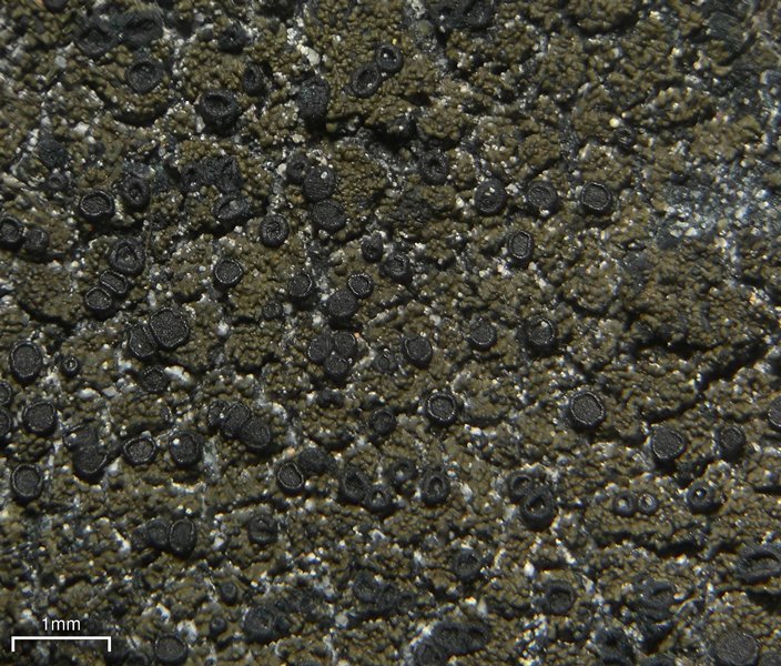 Placynthium nigrum