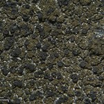 Placynthium nigrum