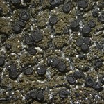 Placynthium nigrum